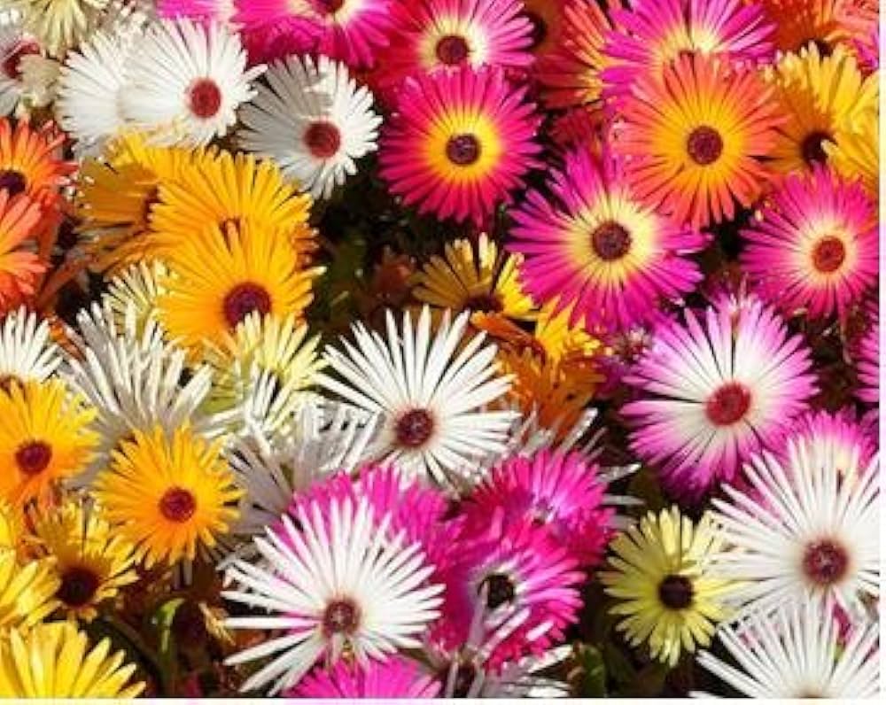 Summer Flower seeds for Planting - Bright Blooms, Heirloom & GMO Free Seeds for Home Garden
Sale for planting in home garden.