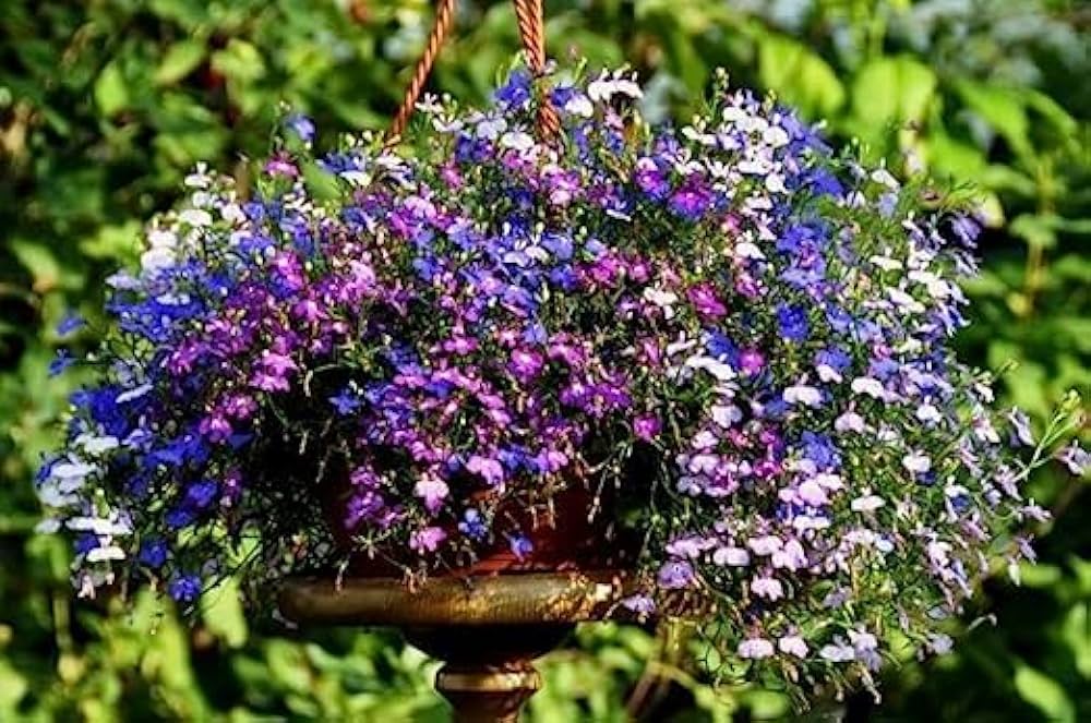 Lobelia Erinus Seeds for Planting in Hanging Baskets