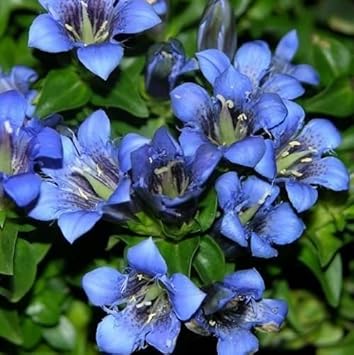Blue Gentiana Flower seeds for Planting - Compact Growth, Heirloom & GMO Free Seeds for Home Garden
Sale seeds for planting in home garden