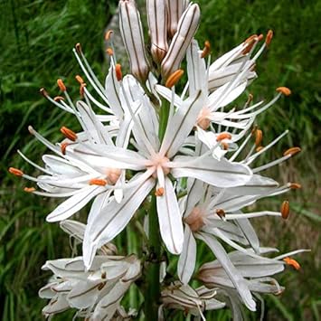 Heirloom Asphodelus Albus Flower seeds blooming in flower beds, containers, borders, and pollinator-friendly gardens