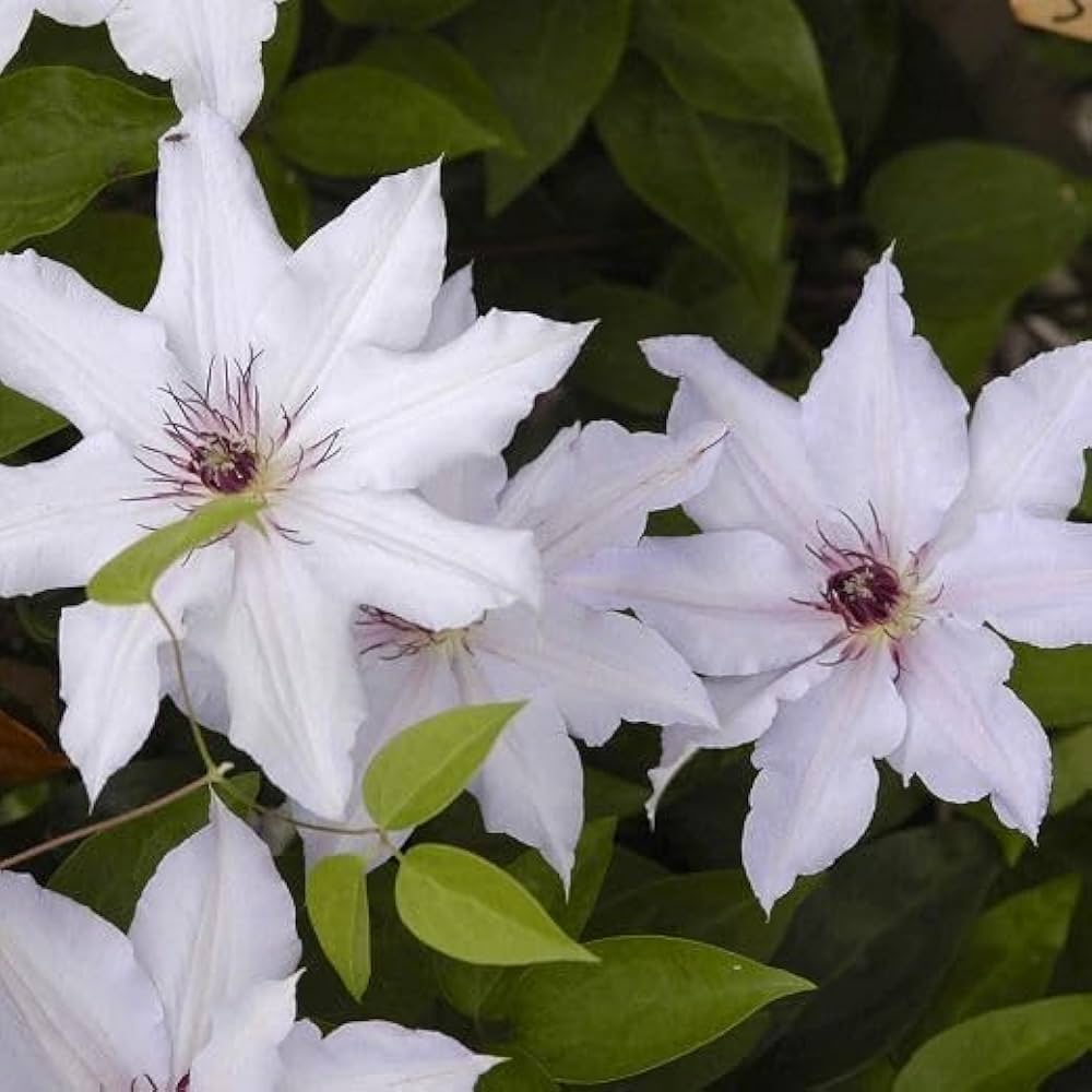 Clematis Rampicant White Flower Seeds for Climbing Elegance