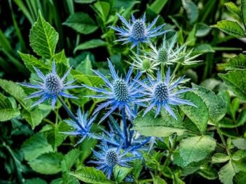 Eryngium Planum Flower seeds for Planting - Easy to Grow, Heirloom & GMO Free Seeds for Home Garden
Sale for planting in home garden