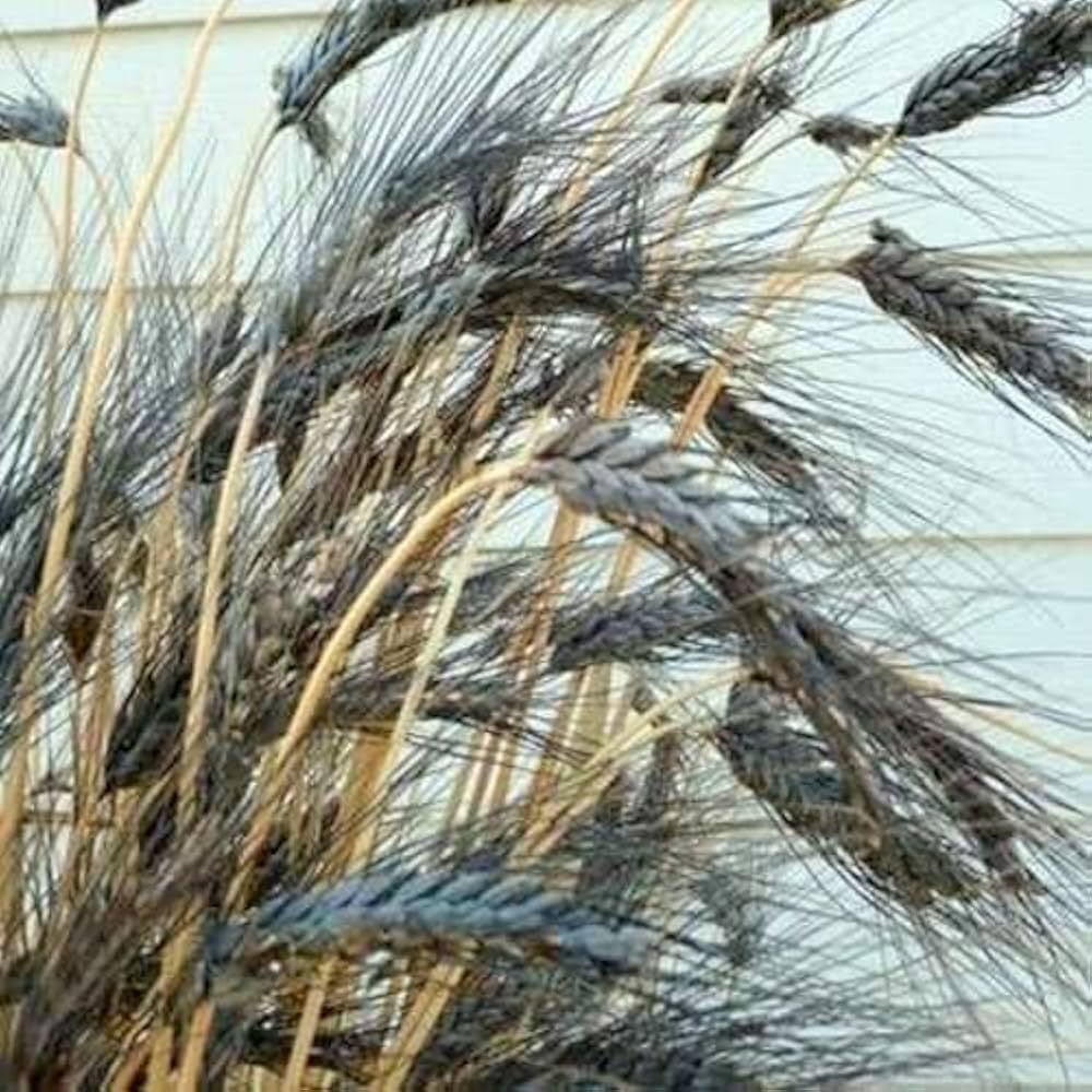 Black Wheat Planting Seeds for Garden