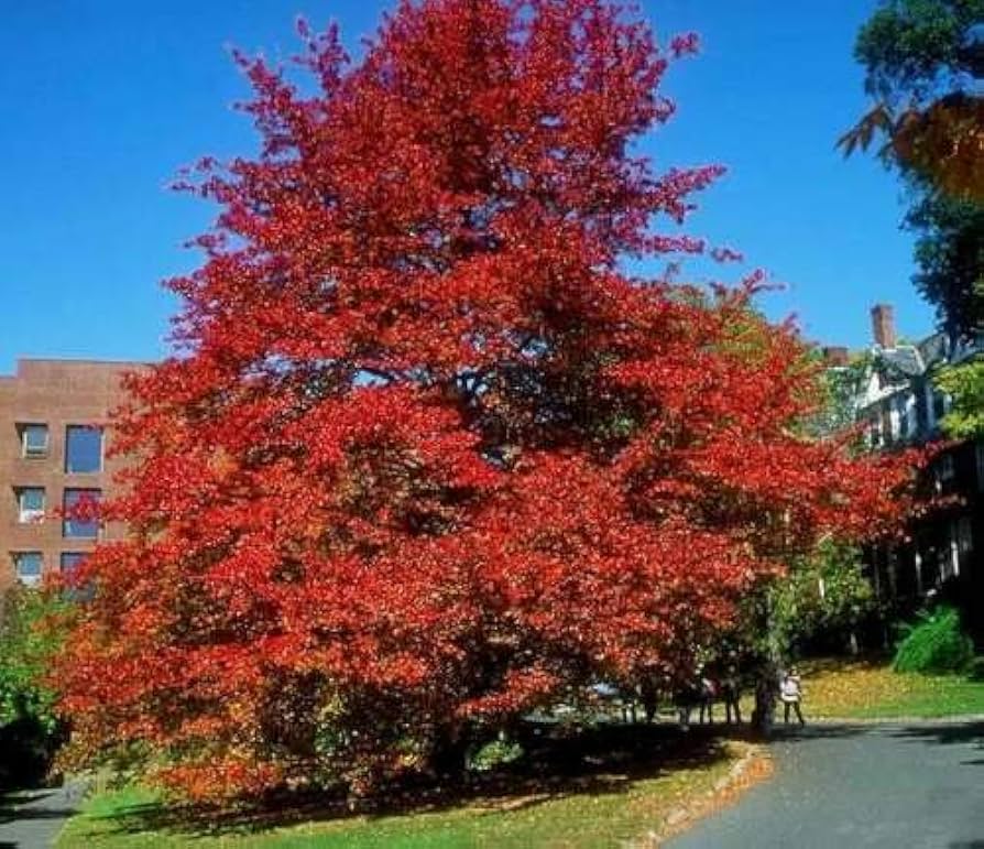 Nyssa Sylvatica Tree Seeds for Planting Nyssa sylvatica for urban gardens and wildlife habitats