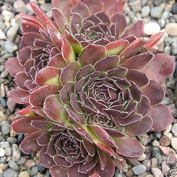 Maroon Jovibarba Flower seeds for Planting - Compact Growth, Heirloom & GMO Free Seeds for Home Garden
Sale seeds for home garden