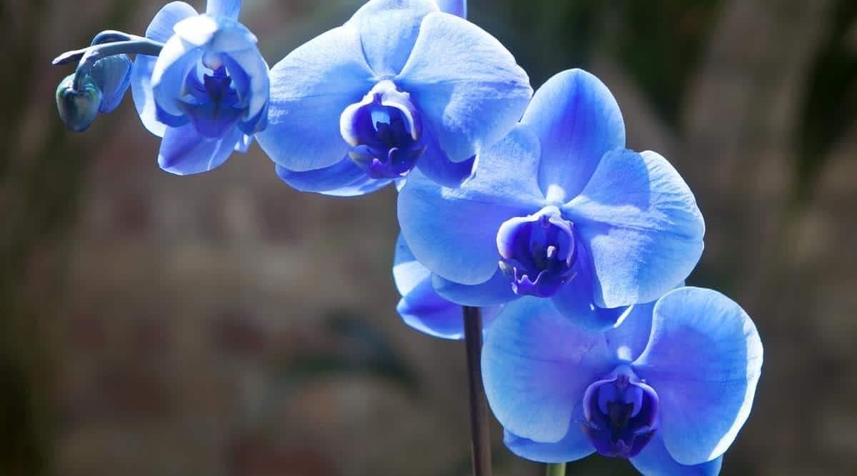 Blue Butterfly Orchid Flower seeds for Planting - Hardy Variety, Heirloom & GMO Free Seeds for Home Garden
Sale for planting in home garden.
