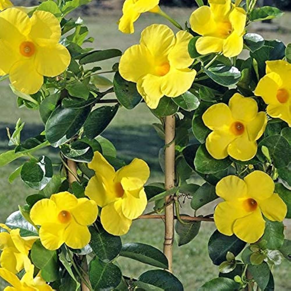 Heirloom Yellow Mandevilla Sanderi Flower seeds for Planting - Shade Tolerant, Heirloom & GMO Free Seeds for Home Garden
Sale seeds for home garden