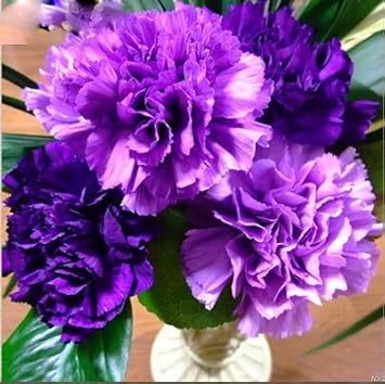 Violet Caryophyllus Flower seeds for Planting - Shade Tolerant, Heirloom & GMO Free Seeds for Home Garden
Sale seeds for planting in home garden