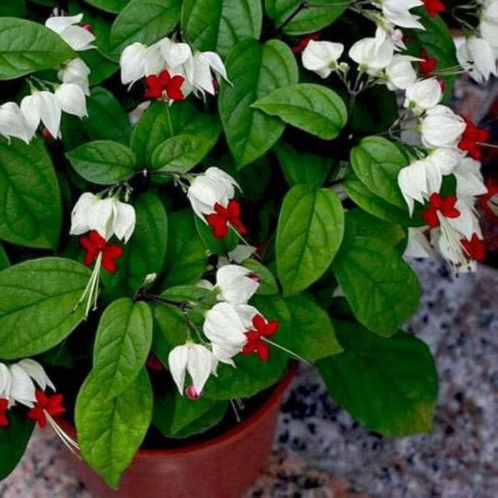 White Clerodendrum Thomsonae Hanging Flower Seeds for Planting Vibrant Colors Heirloom & GMO Free Seeds for Home Garden
Sale