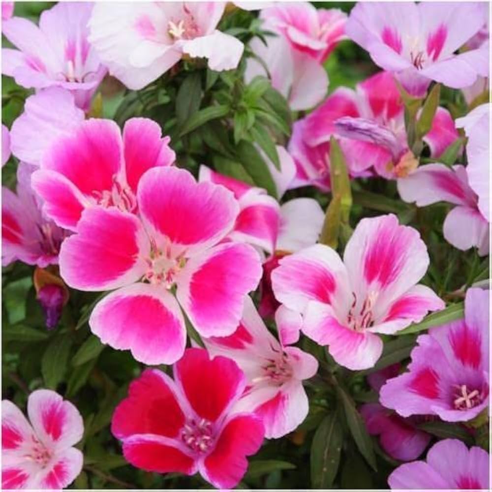 Pink White Clarkia Flower seeds for Planting - Shade Tolerant, Heirloom & GMO Free Seeds for Home Garden