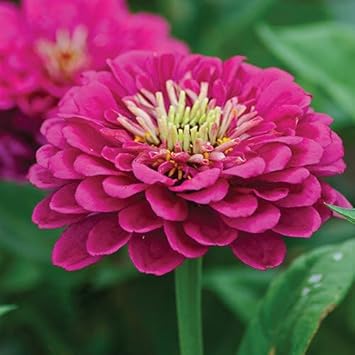 Pink Calendula Flower seeds blooming in flower beds, containers, borders, and pollinator-friendly gardens