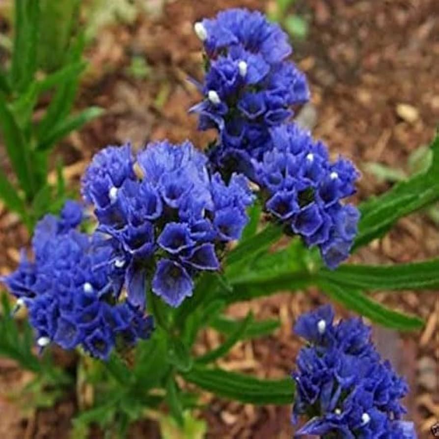 Statice Limonium sinuatum Blue River Seeds for Planting dried flowers rock garden