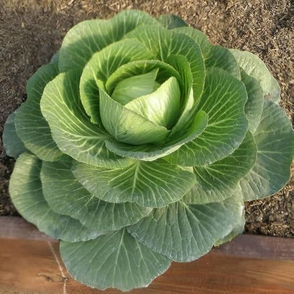 Cabbage Seeds for Planting Brassica oleracea for vegetable patches and raised garden beds