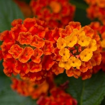 Bright Pink Hoya Flower Seeds for Planting Shade Tolerant Heirloom & GMO Free Seeds for Home Garden
Sale for planting in home garden