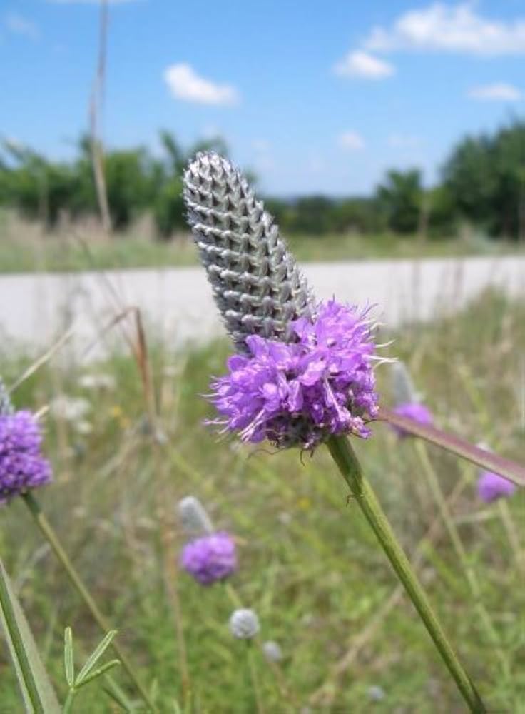 Purple Clover Seeds for Planting Trifolium Purpureum wildflower meadow pollinator garden