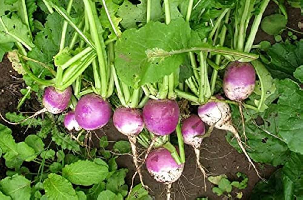 Purple Rutabaga Seeds for Vegetable Planting
