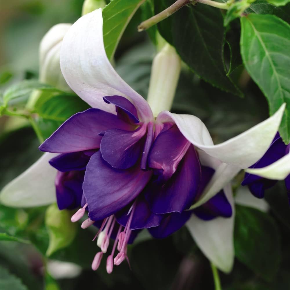 Purple White Fuchsia Flower seeds for Planting Long Bloom Season Heirloom & GMO Free Seeds for Home Garden