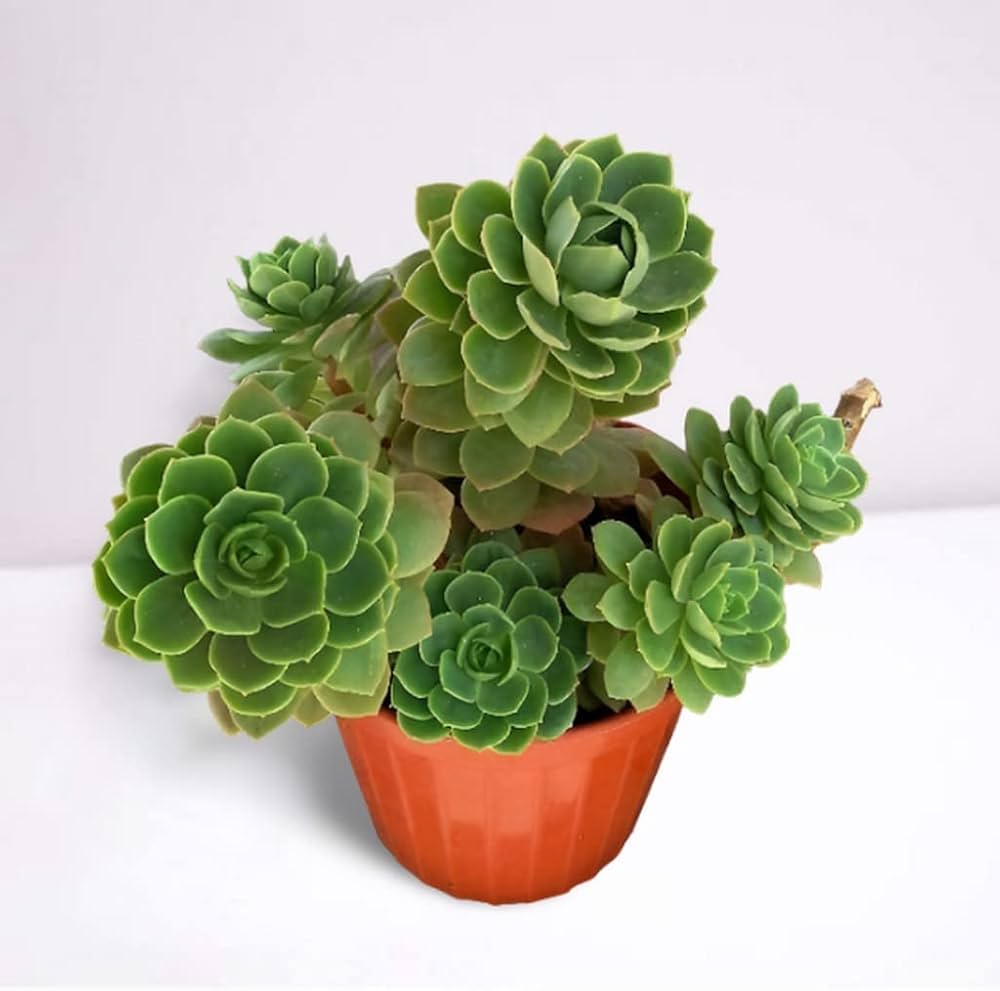Green Cliff Stonecrop Flower seeds for Planting - Easy to Grow, Heirloom & GMO Free Seeds for Home Garden