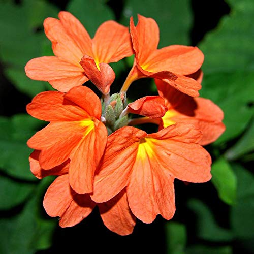 Crossandra Semi Flower Seeds Planting Guide for Vibrant Blooms and Lush Greenery