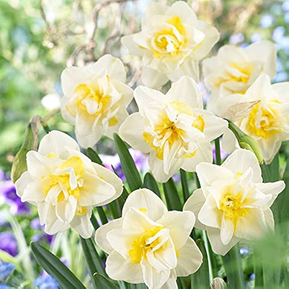 Daffodil Flower seeds for Planting - Cut Flower Favorite, Heirloom & GMO Free Seeds for Home Garden