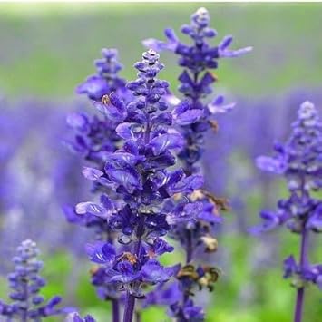 Cream Sweet Pea Flower Seeds for Planting Compact Growth Heirloom & GMO Free Seeds for Home Garden
Sale for planting in home garden