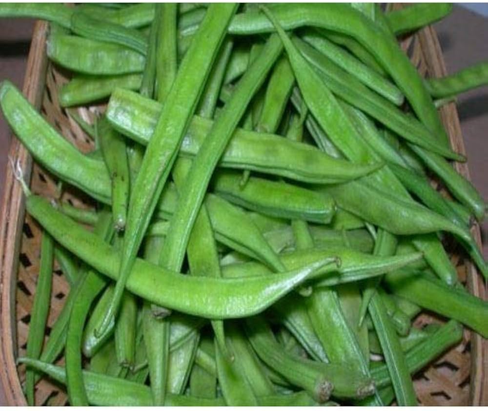 Cluster Bean Seeds for Planting Cyamopsis tetragonoloba for vegetable patches and home gardens