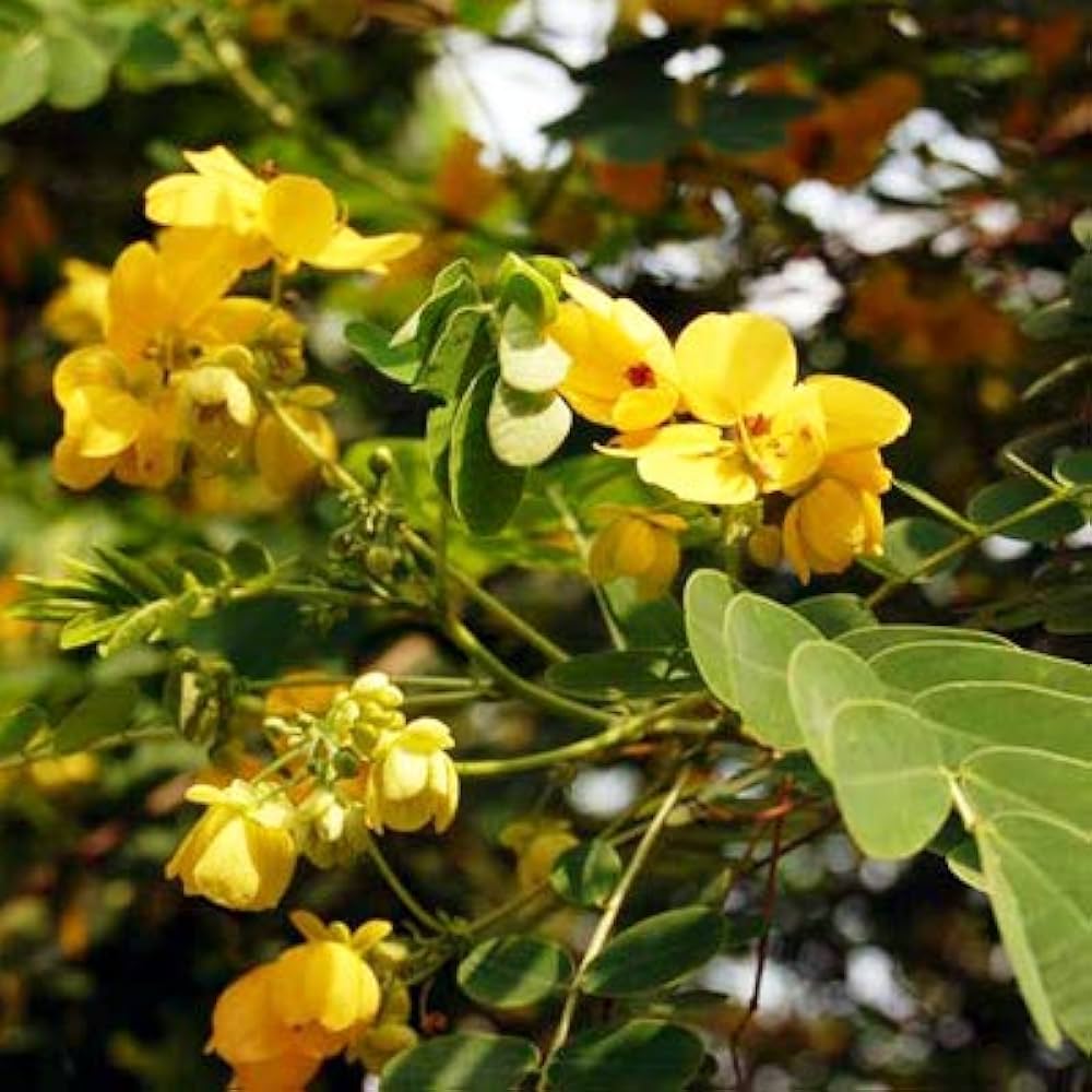 Yellow Cassia Flower seeds for Planting - Garden Favorite, Heirloom & GMO Free Seeds for Home Garden