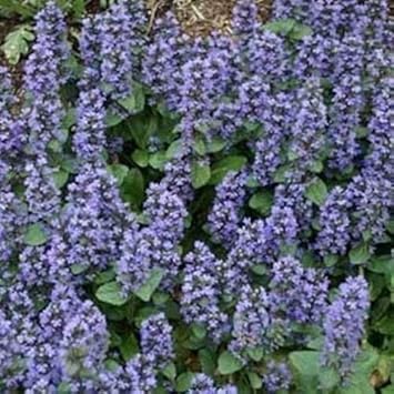 Blue Ajuga Reptans Flower seeds for Planting - Shade Tolerant, Heirloom & GMO Free Seeds for Home Garden
Sale seeds for home garden