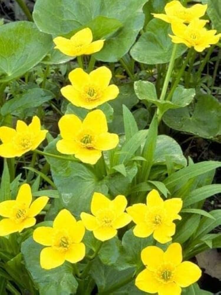 Marsh Marigold Seeds for Planting Caltha palustris for pond edges and wetland gardens