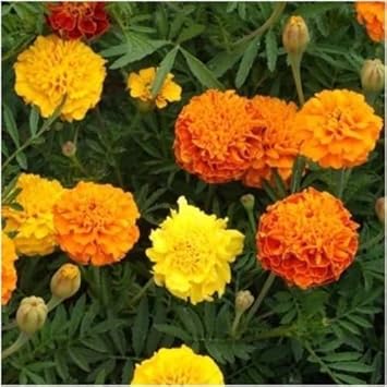 Mix Marigold Flower seeds blooming in flower beds, containers, borders, and pollinator-friendly gardens