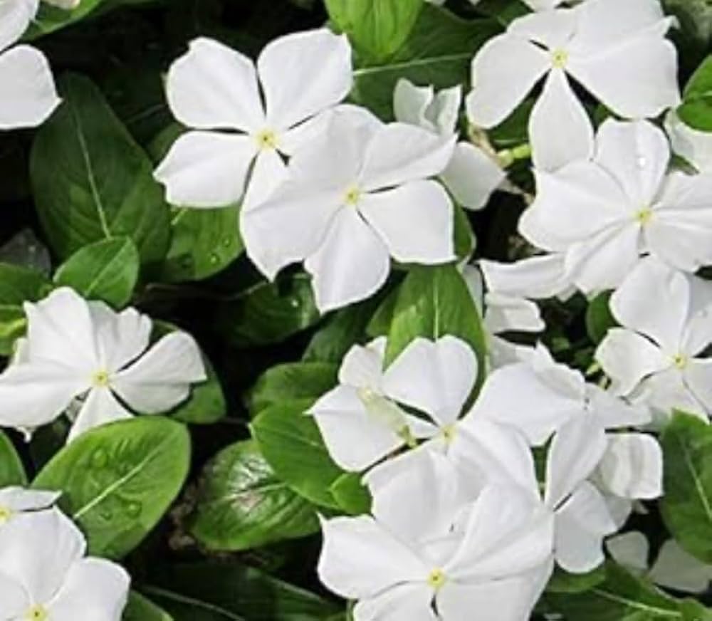 White Catharanthus Flower Seeds Planting