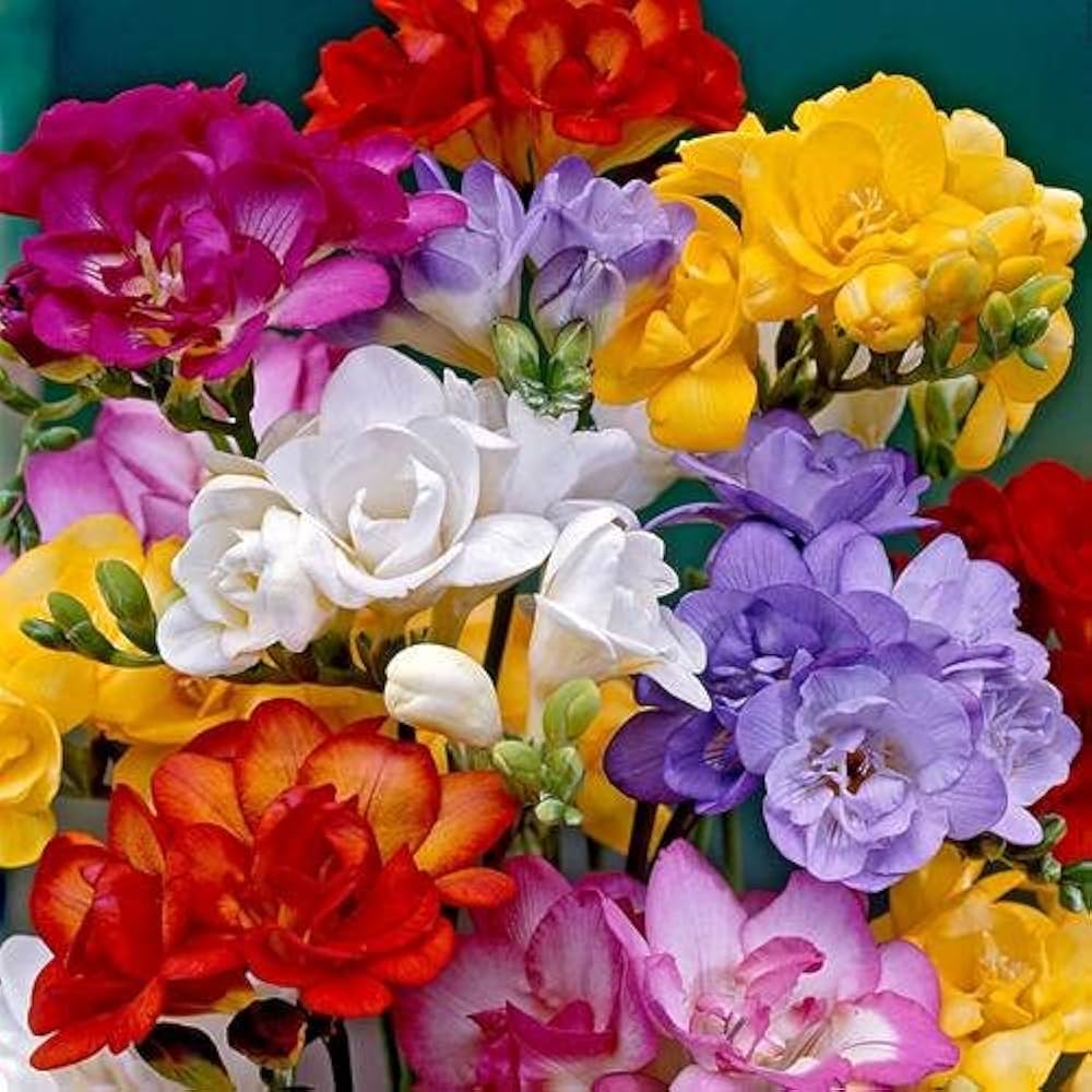 Mixed Freesia Flower seeds for Planting - Hardy Variety, Heirloom & GMO Free Seeds for Home Garden