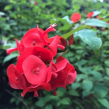 Heirloom Holmskioldia Flower seeds blooming in flower beds, containers, borders, and pollinator-friendly gardens