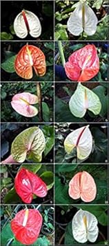 Dark Violet Bougainvillea Flower Seeds for Planting – Hardy Variety Heirloom & NonGMO Seeds for Home Garden
Sale for planting in home garden