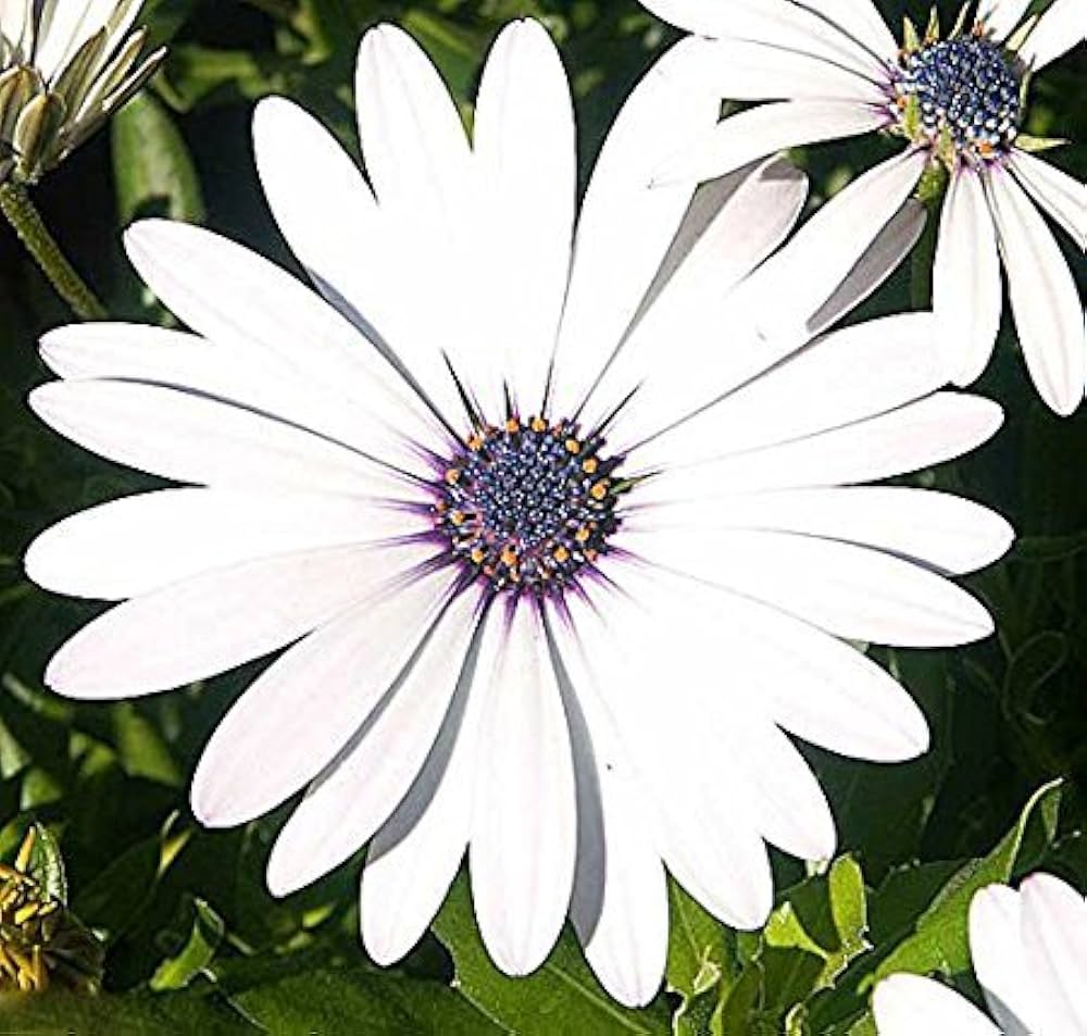 African Daisy Seeds for Planting - Ideal for Flower Bed & Garden