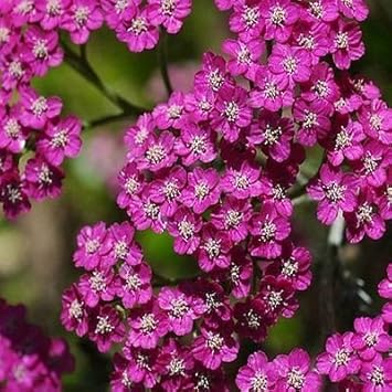 Pink Cerise Flower seeds blooming in flower beds, containers, borders, and pollinator-friendly gardens