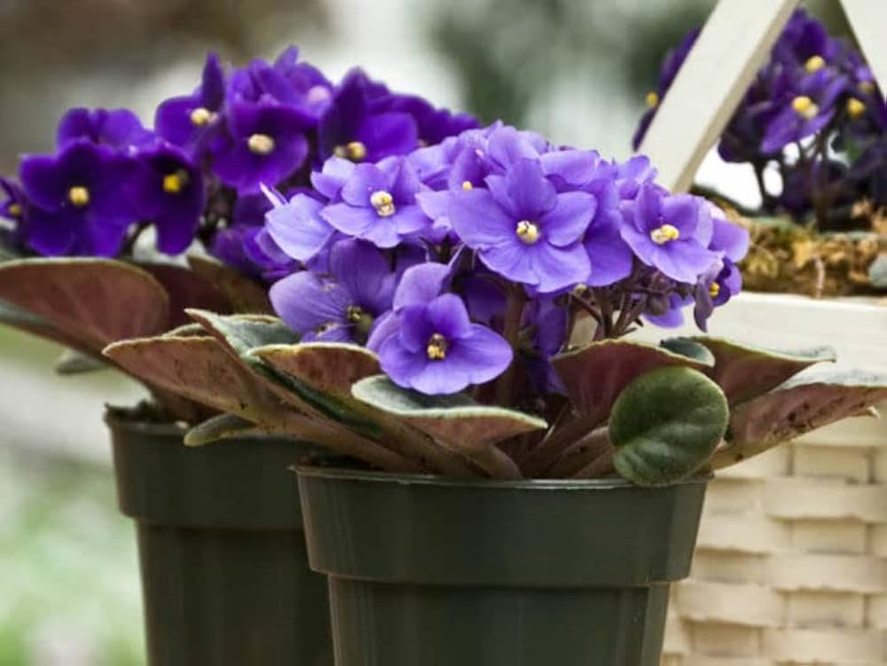 African Violet Flower seeds for Planting - Garden Favorite, Heirloom & GMO Free Seeds for Home Garden