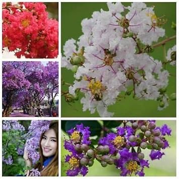 Mixed Crepe Myrtle Flower seeds blooming in flower beds, containers, borders, and pollinator-friendly gardens