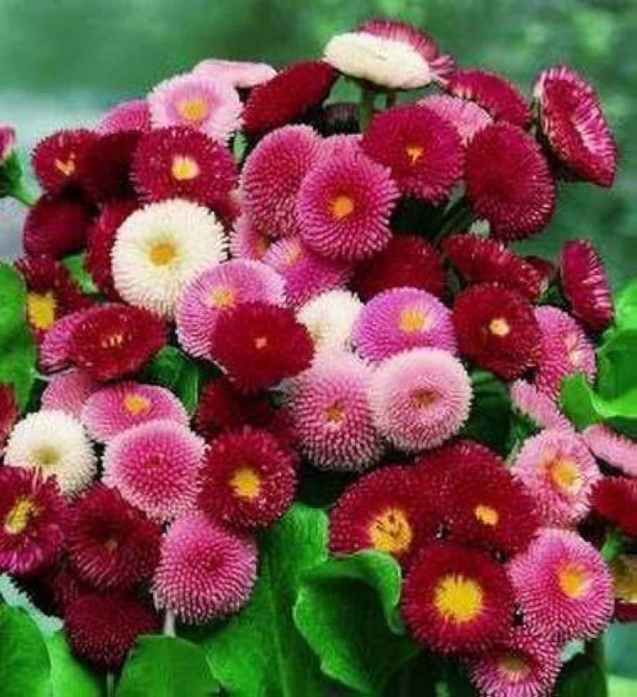 Daisy Lipstick Bellis perennis for planting in flower bed