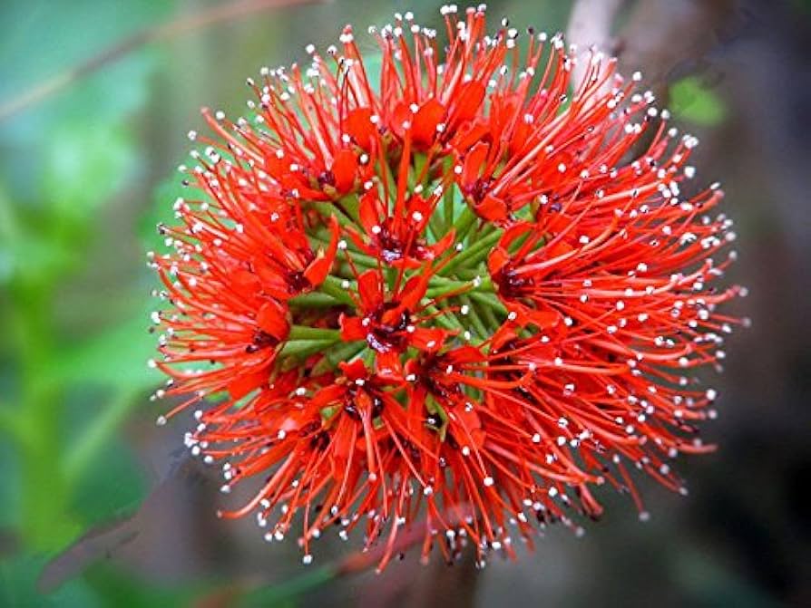 Red Greyia Sutherlandii Flower seeds for Planting - Long Bloom Season, Heirloom & GMO Free Seeds for Home Garden
Sale for planting in home garden.
