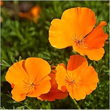 Orange Eschscholtzia Jardim Flower Seeds Flower seeds for Planting Fragrant Blossoms Heirloom & GMO Free Seeds for Home Garden
Sale for planting in home garden