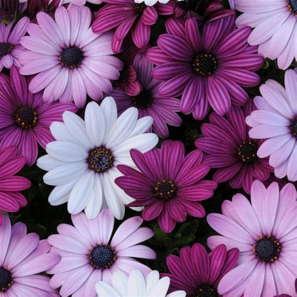 Osteospermum Mixed African Daisy Flower Seeds