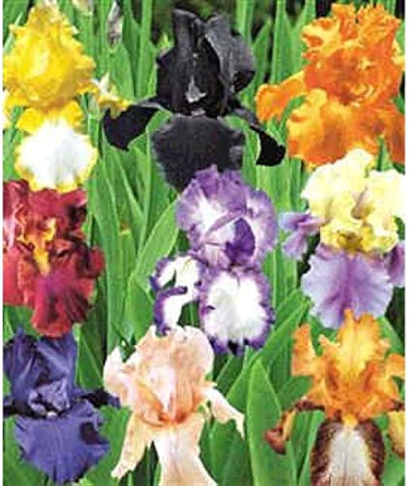 Mixed Iris Bearded Semi Iris Bonsai Rare Color Seeds