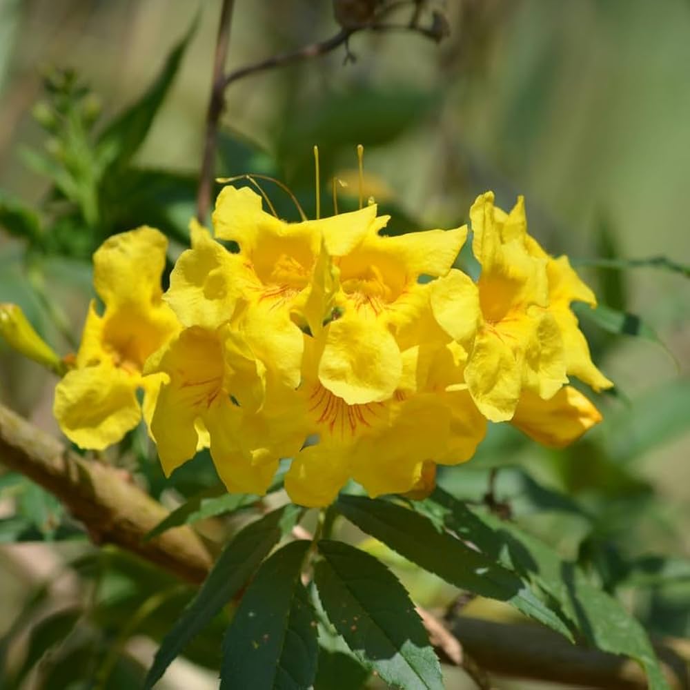 Yellow Cape Honeysuckle Flower seeds for Planting - Colorful Display, Heirloom & GMO Free Seeds for Home Garden
