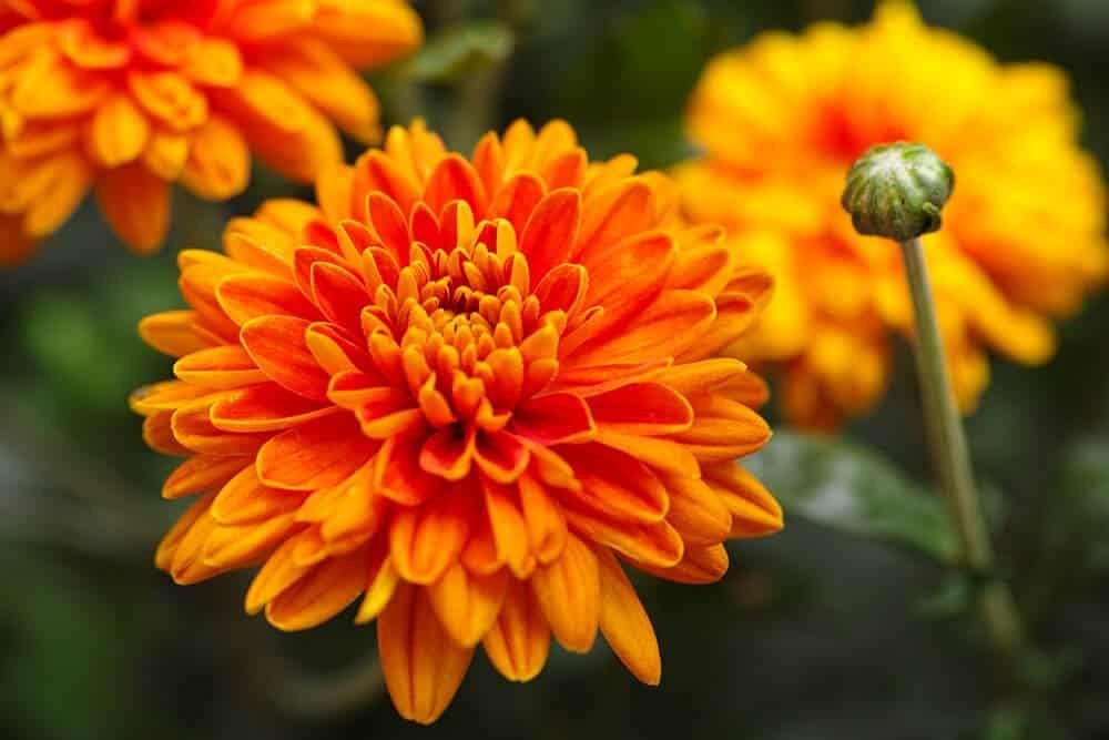Orange Chrysanthemum Flower seeds blooming in flower beds, containers, borders, and pollinator-friendly gardens