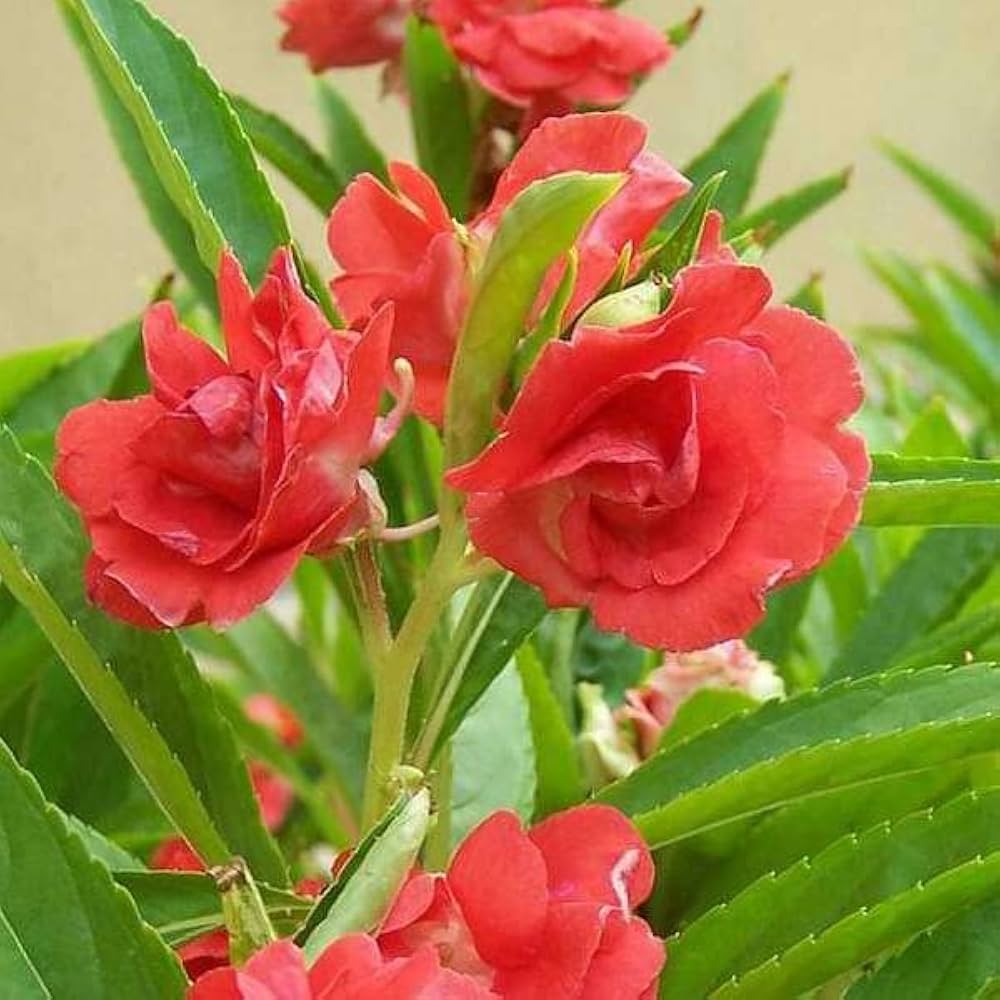 Balsamine Flower seeds for Planting - Sun Loving, Heirloom & GMO Free Seeds for Home Garden