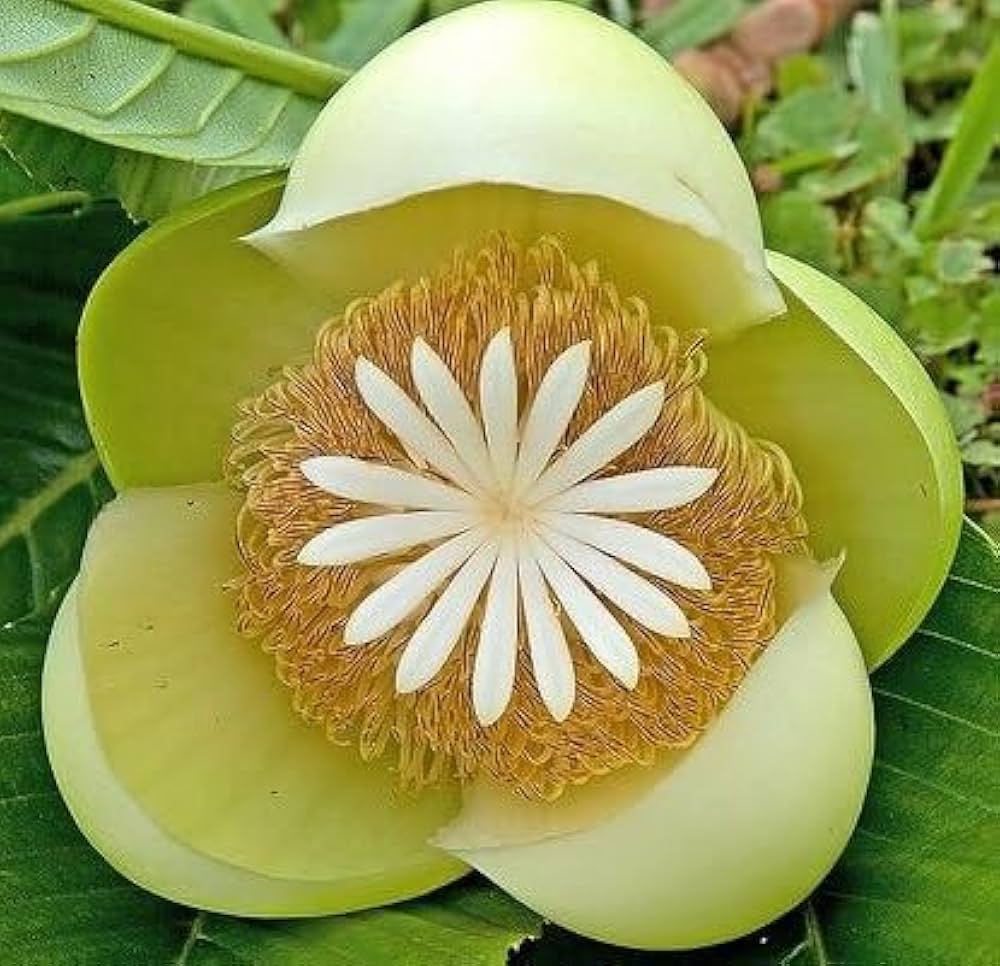 White Dillenia Flower seeds for Planting - Long Bloom Season, Heirloom & GMO Free Seeds for Home Garden
