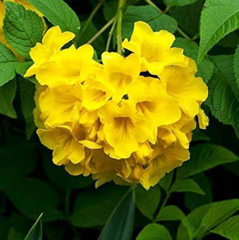 Chilean Bellflower Seeds for Planting Nolana paradoxa for trellis and patio gardens