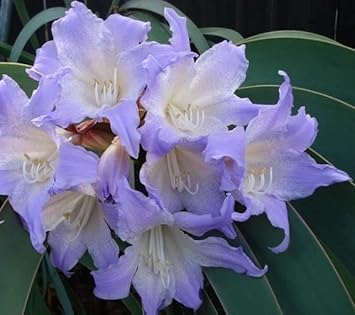 White Blue Hippeastrum Flower seeds for Planting - Bright Blooms, Heirloom & GMO Free Seeds for Home Garden
Sale for planting in home garden.
