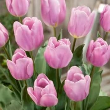 Tulip Flower seeds for Planting Pollinator Friendly Heirloom & GMO Free Seeds for Home Garden
Sale for planting in home garden